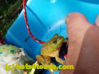 /home//u458753944/public_html/sourcegallery//Frogs/More bullfrogs/P7261266.JPG